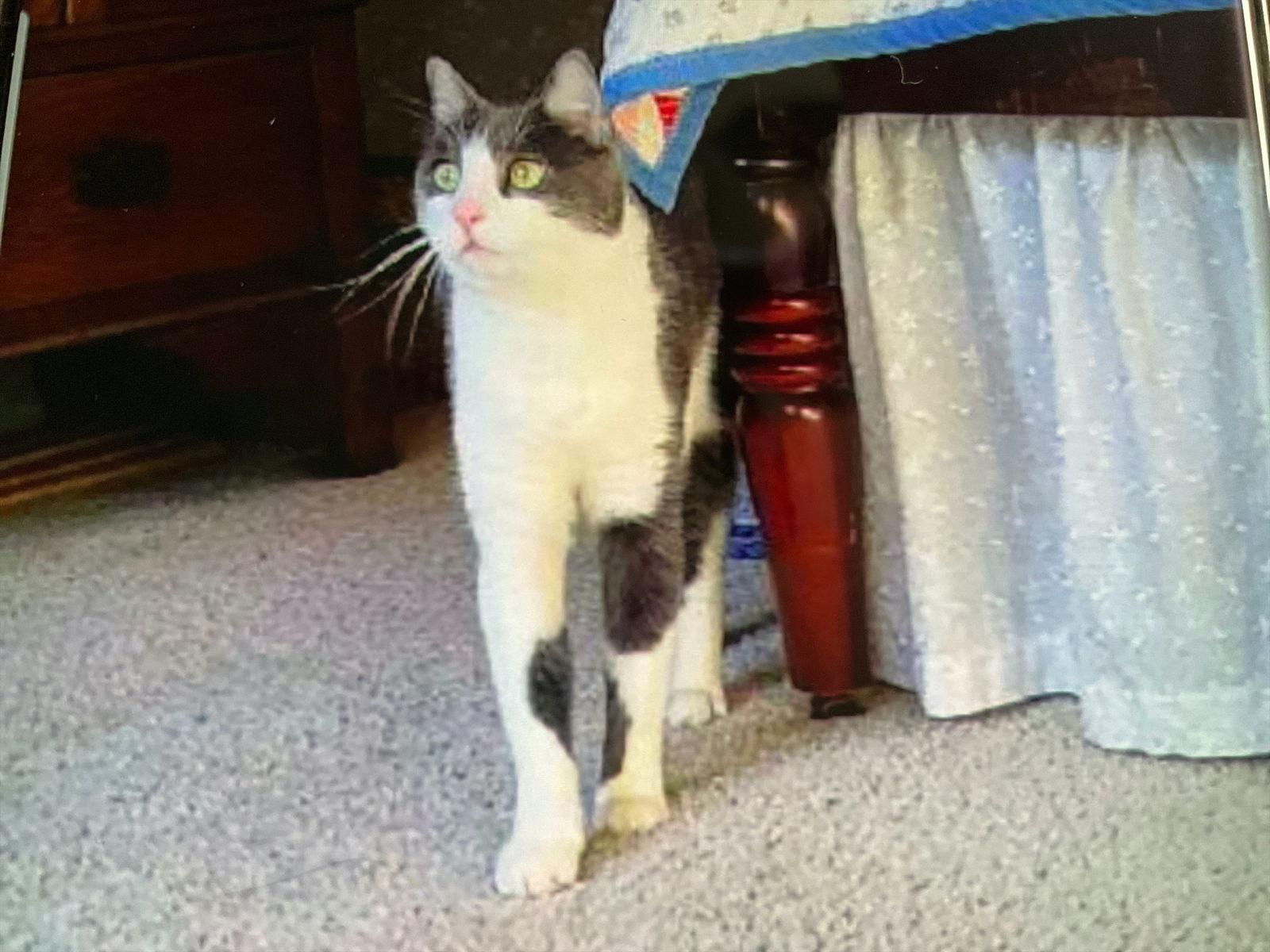 Enlarge Stockton, a Adoptable American Shorthair in San Jose, CA image 1/2