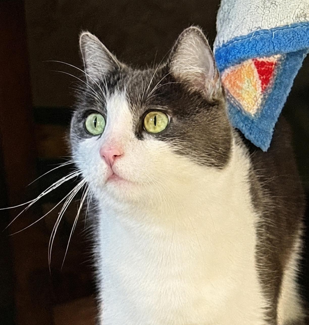 Stockton, a Adoptable American Shorthair in San Jose, CA image 2/2