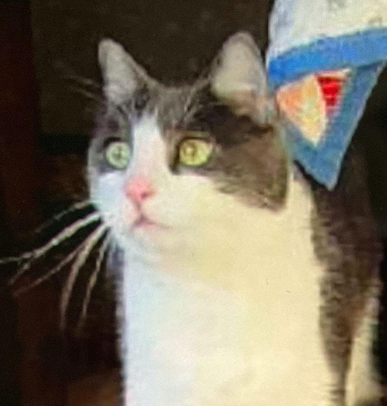 Enlarge Stockton, a Adoptable American Shorthair in San Jose, CA image 2/2