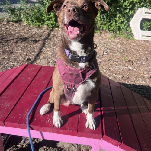 Dany, Adoptable, Young Female Pit Bull Terrier & Golden Retriever.