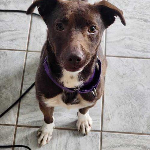 Enlarge Dany, a Adoptable mixed breed in Toms River, NJ image 1/6