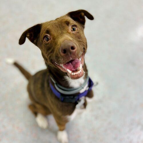 Enlarge Dany, a Adoptable mixed breed in Toms River, NJ image 2/6