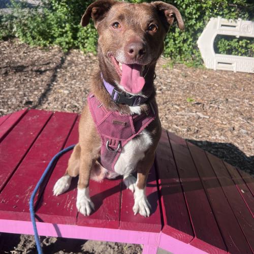 Enlarge Dany, a Adoptable mixed breed in Toms River, NJ image 2/5