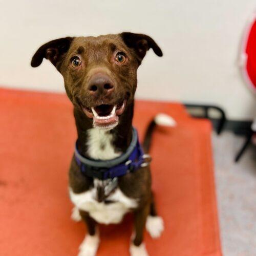 Enlarge Dany, a Adoptable mixed breed in Toms River, NJ image 3/6