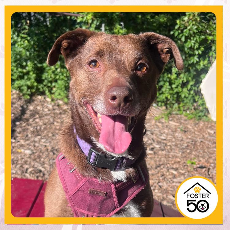 Enlarge Dany, a Adoptable mixed breed in Toms River, NJ image 3/5