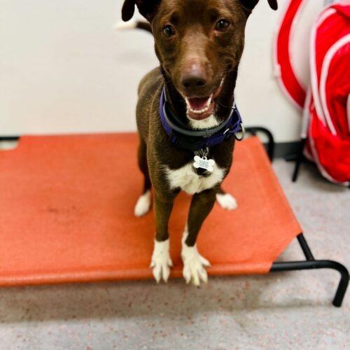 Enlarge Dany, a Adoptable mixed breed in Toms River, NJ image 4/6