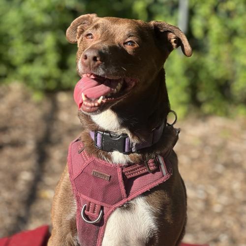 Enlarge Dany, a Adoptable mixed breed in Toms River, NJ image 4/5