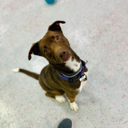 Enlarge Dany, a Adoptable mixed breed in Toms River, NJ image 5/6