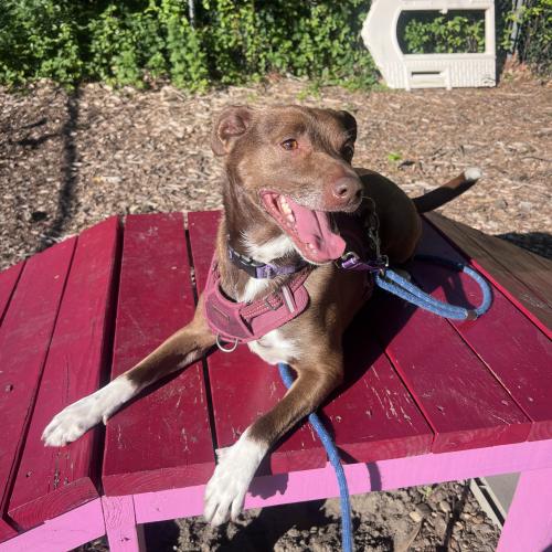 Enlarge Dany, a Adoptable mixed breed in Toms River, NJ image 5/5
