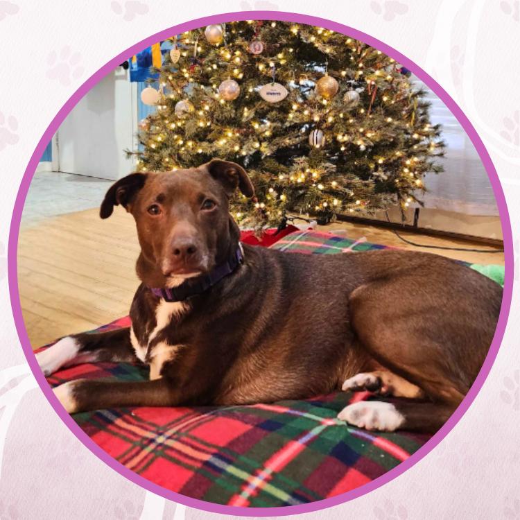 Enlarge Dany, a Adoptable mixed breed in Toms River, NJ image 6/6