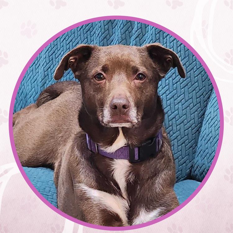 Enlarge Dany, a Adoptable mixed breed in Toms River, NJ image 6/6