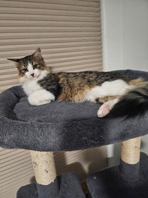 Felix, Adoptable, Kitten Male Tabby & Domestic Medium Hair.