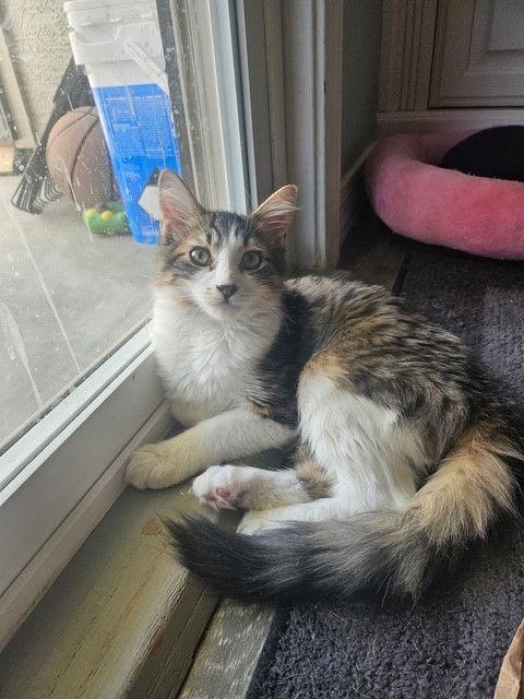 Felix, Adoptable, Kitten Male Tabby & Domestic Medium Hair.