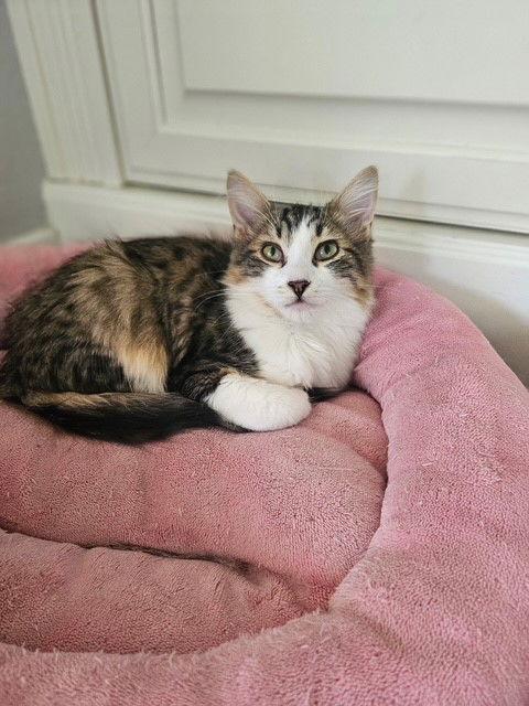 Enlarge Felix, a Adoptable mixed breed in Phoenix, AZ image 3/3