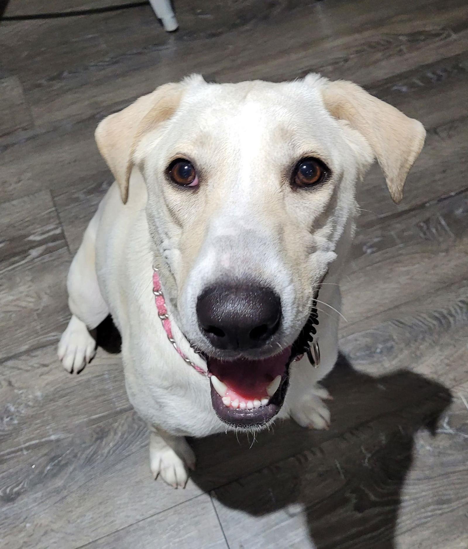 Ava, Adoptable, Young Female Labrador Retriever & Shepherd.