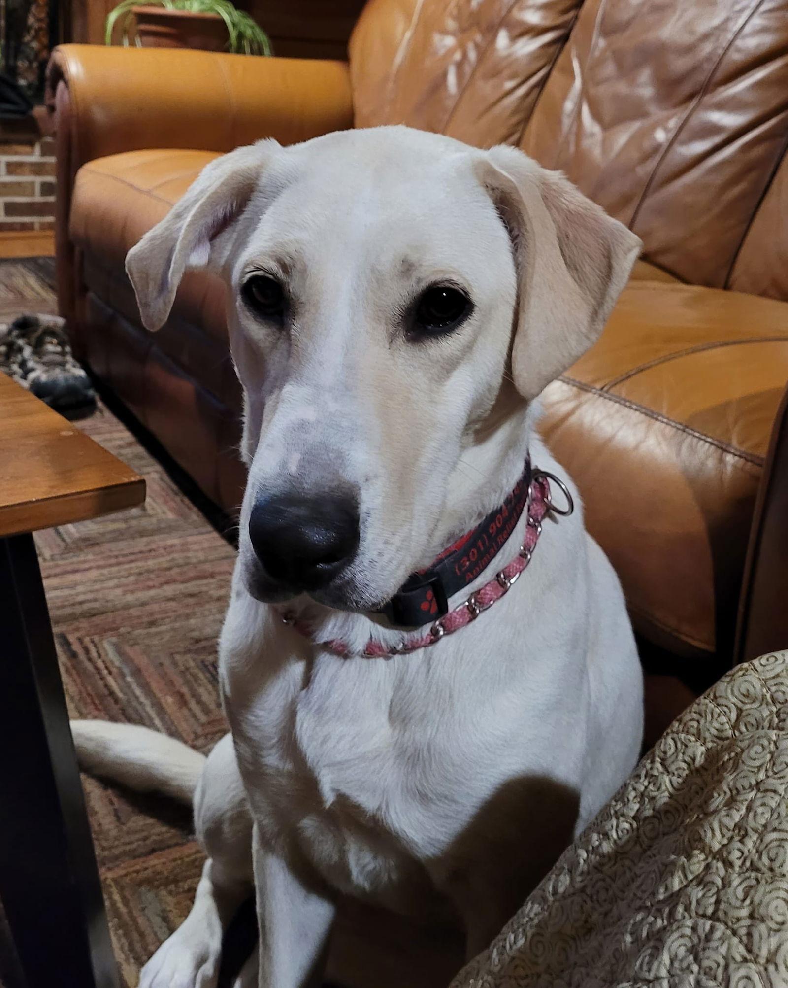 Enlarge Ava, a Adoptable mixed breed in Hollywood, MD image 2/3