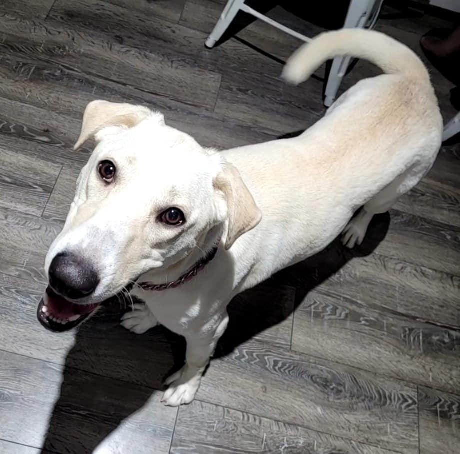 Enlarge Ava, a Adoptable mixed breed in Hollywood, MD image 3/3