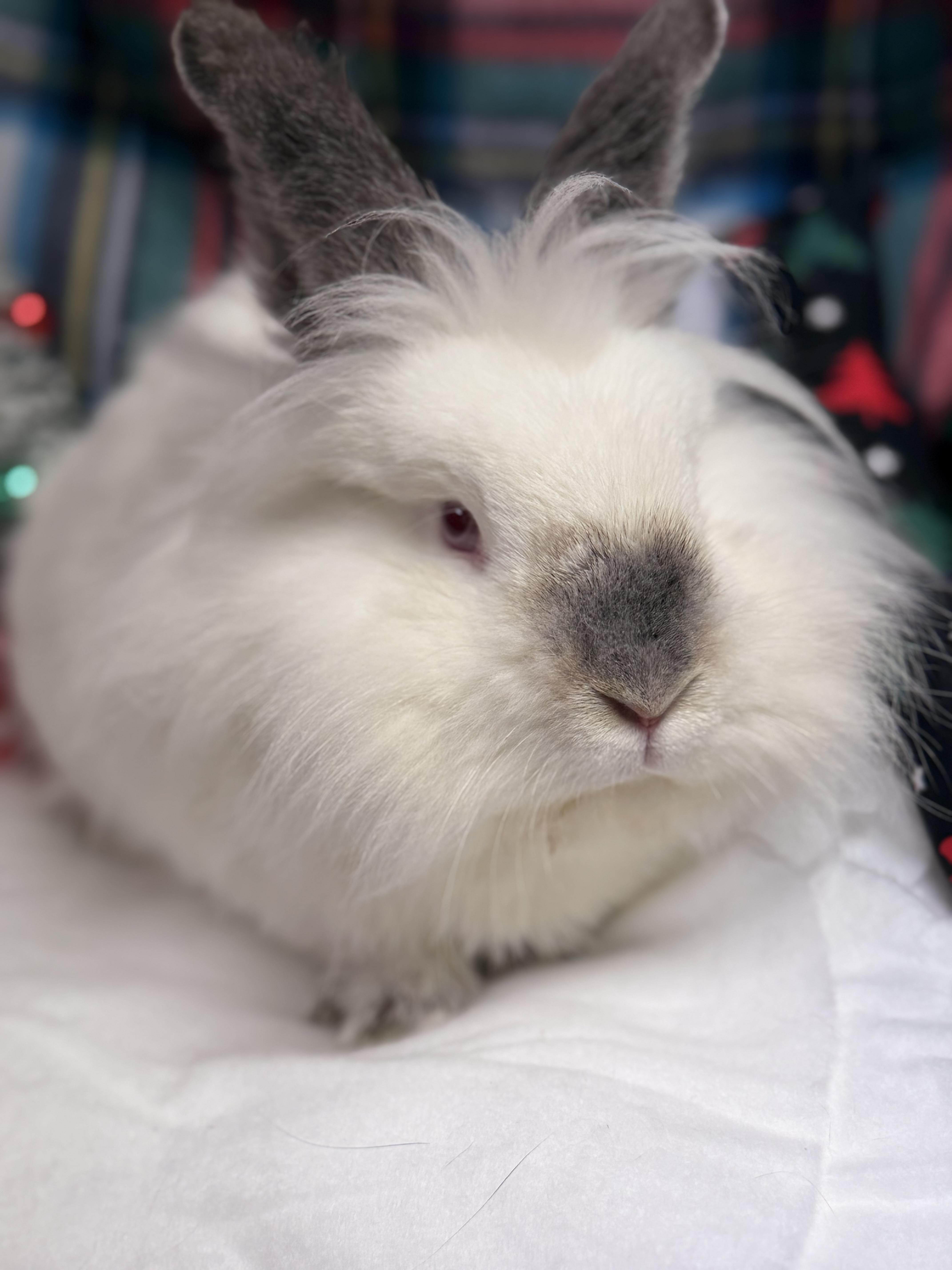 Cotton: featured pet!!, a Adoptable Lionhead in Edinburg, PA image 6/6