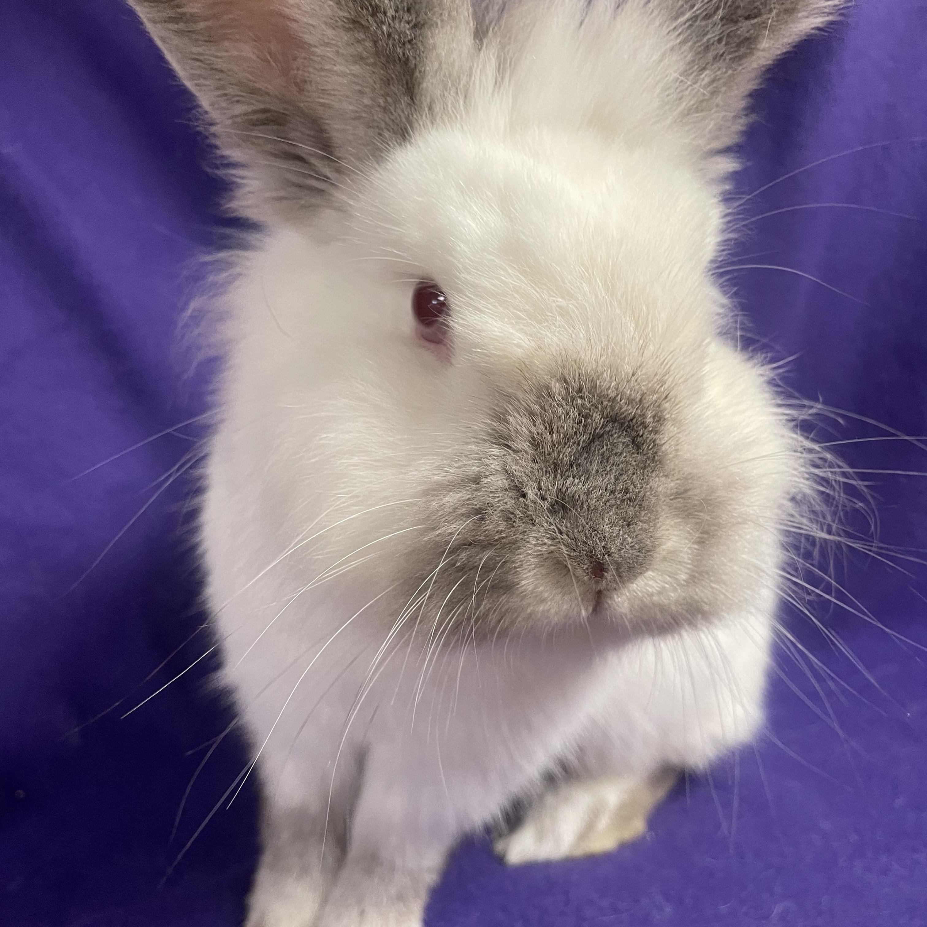 Cotton: video!!, Young Female Lionhead