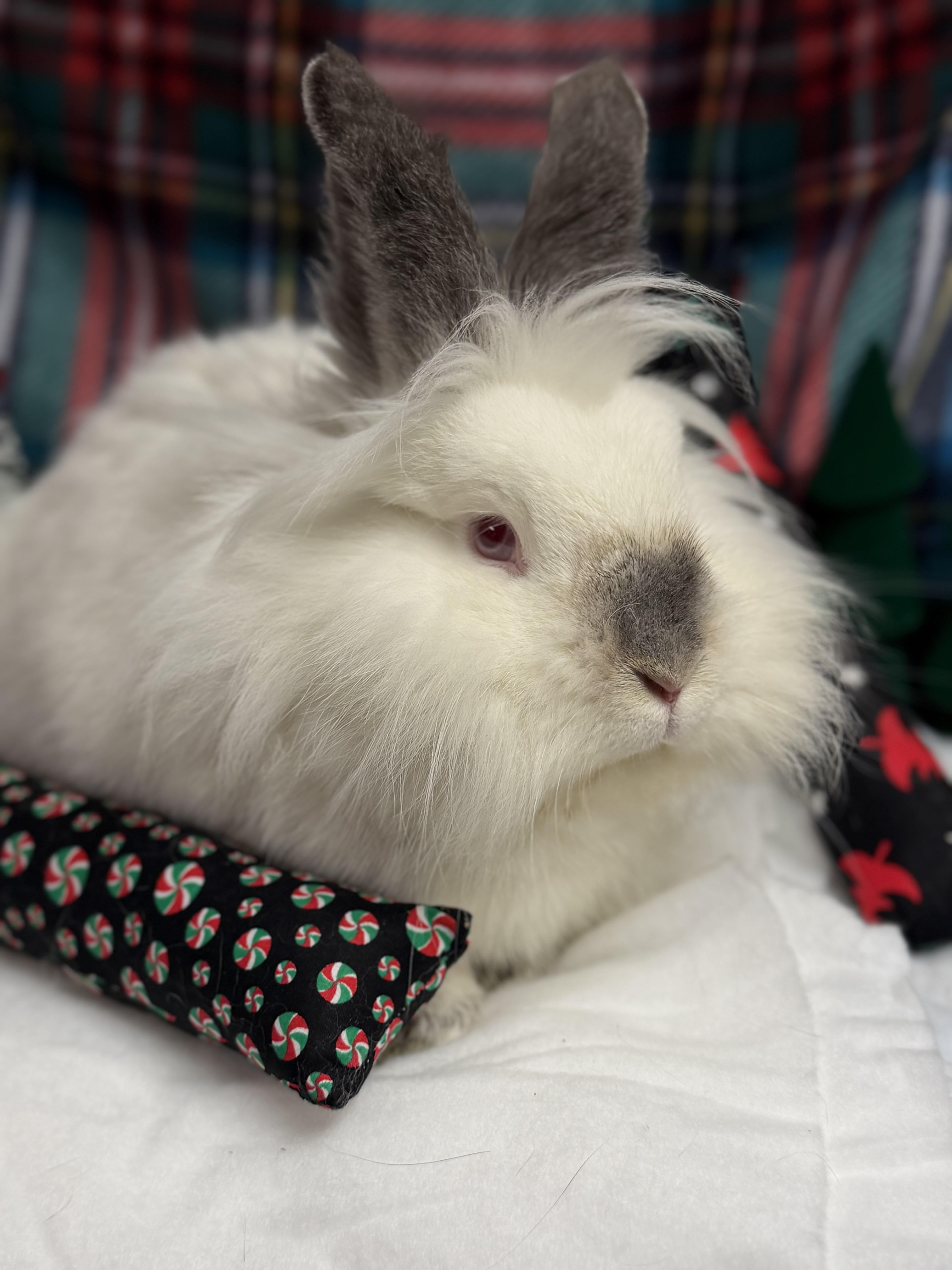 Cotton: featured pet!!, a Adoptable Lionhead in Edinburg, PA image 4/6