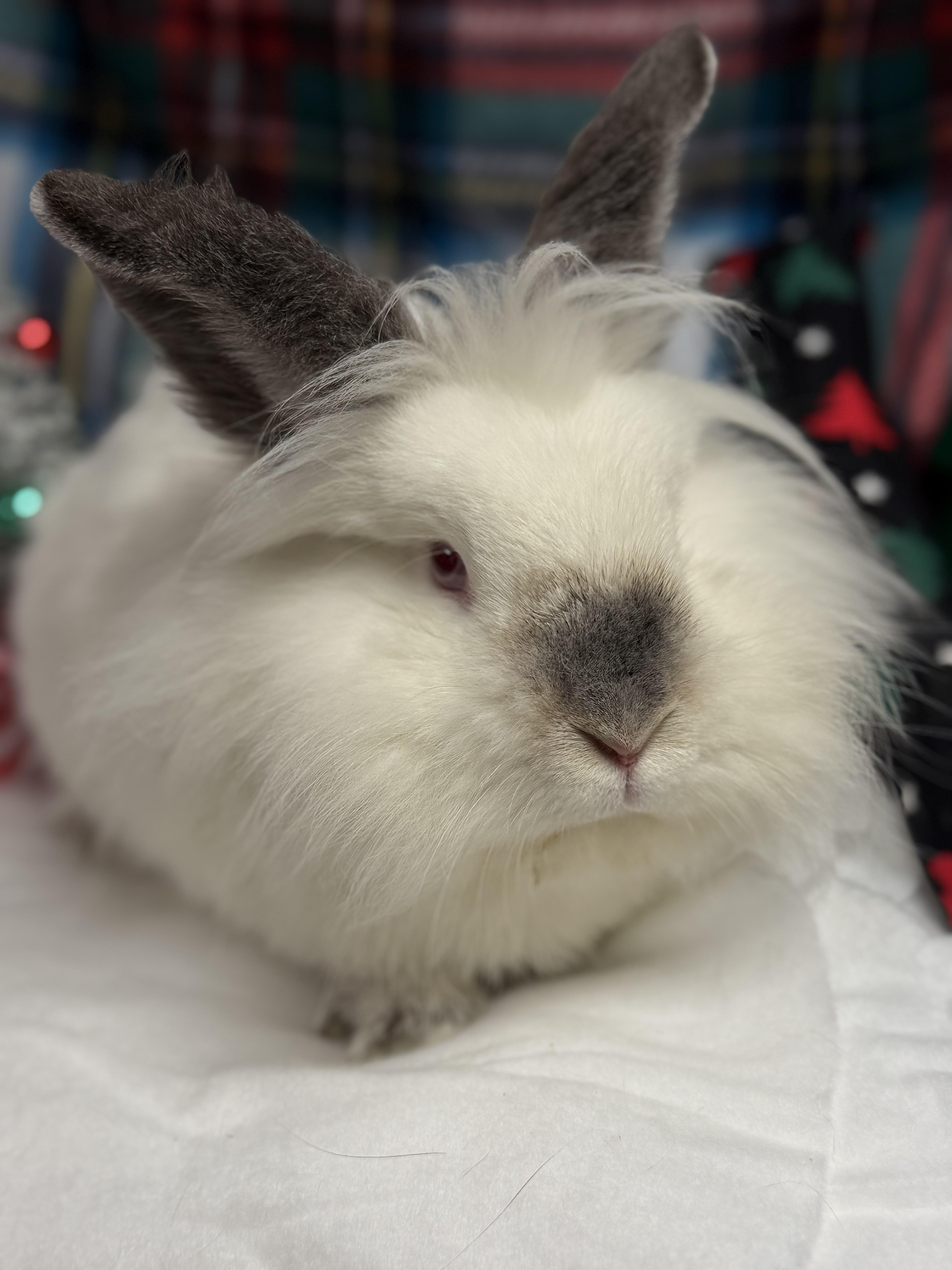 Cotton: featured pet!!, a Adoptable Lionhead in Edinburg, PA image 5/6