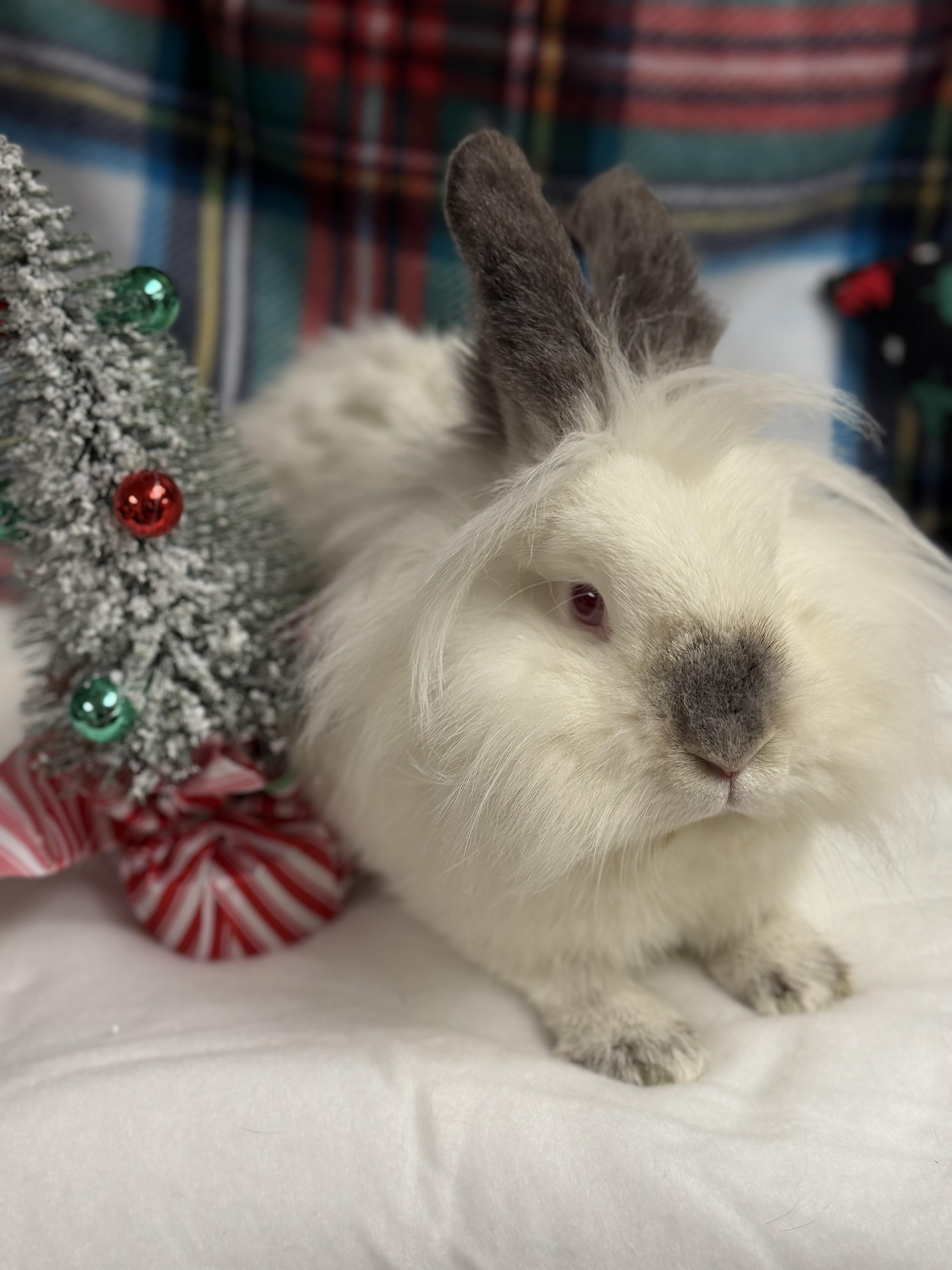 Cotton: featured pet!!, a Adoptable Lionhead in Edinburg, PA image 1/6