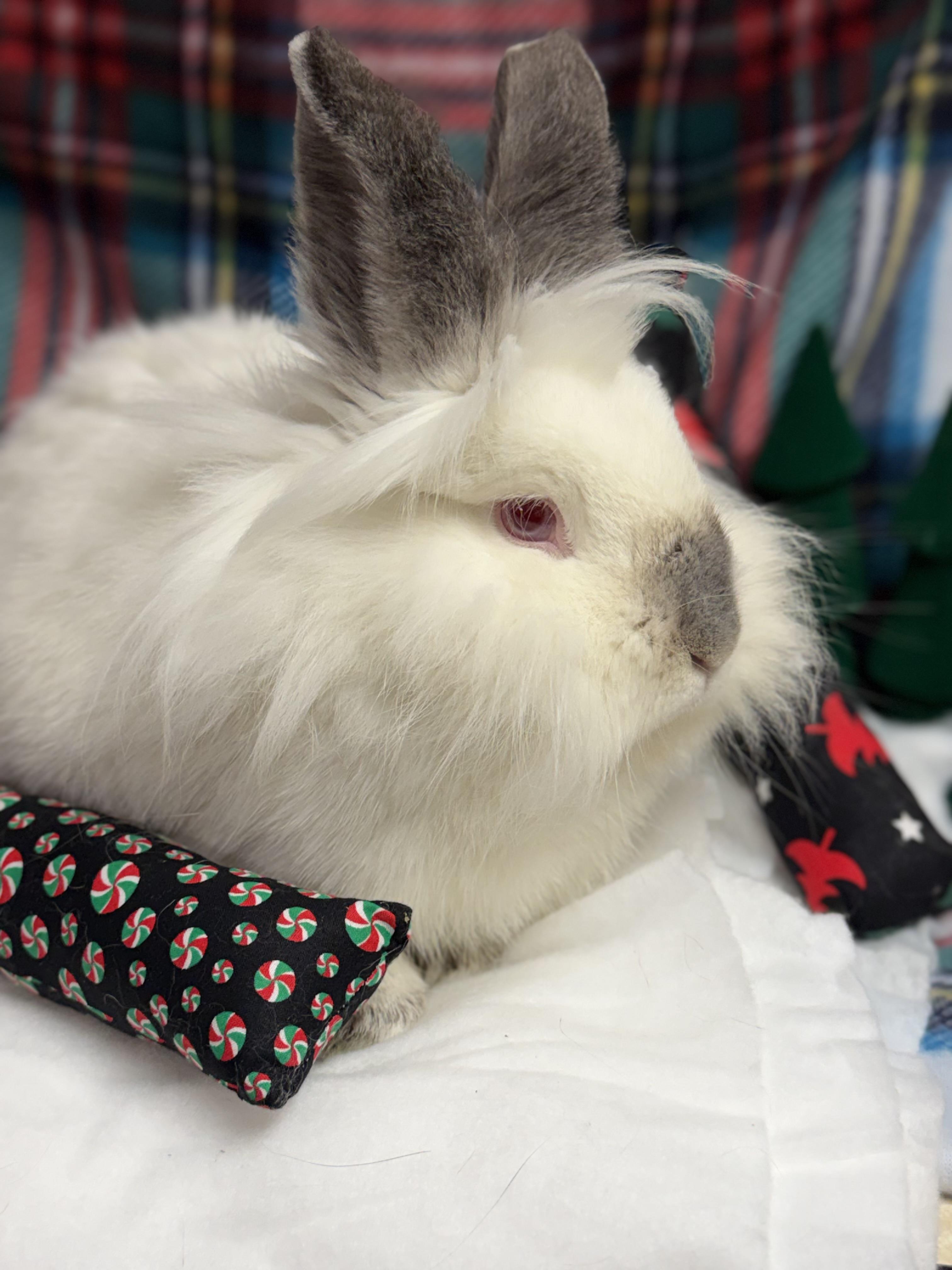 Cotton: featured pet!!, a Adoptable Lionhead in Edinburg, PA image 3/6