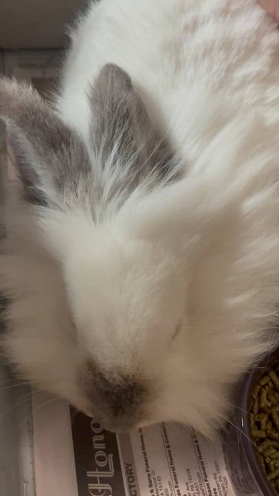 Enlarge Cotton: featured pet!!, a Adoptable Lionhead in Edinburg, PA video 2/6