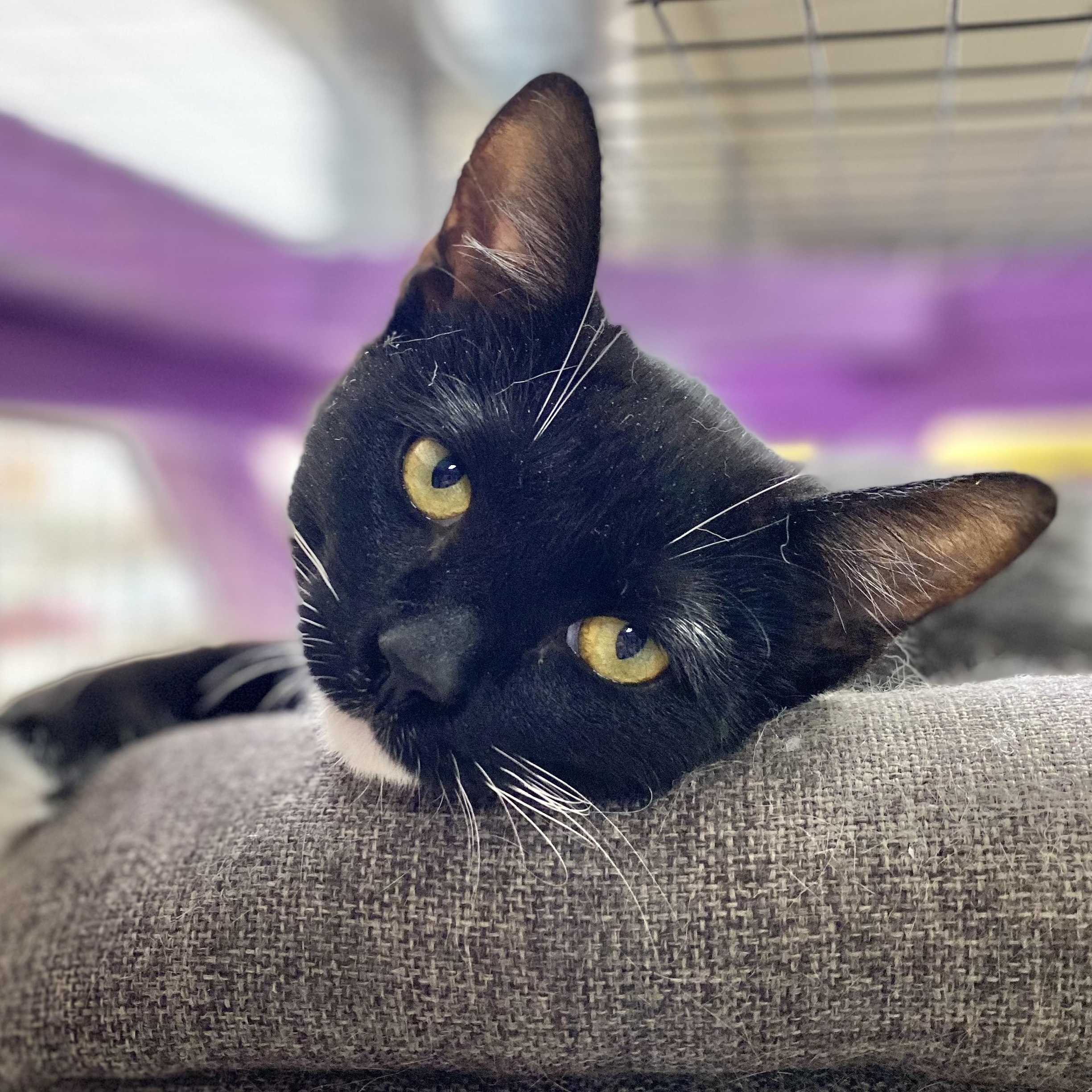 Marigold, a ADOPTABLE Domestic Short Hair in Collierville, TN image 1/6