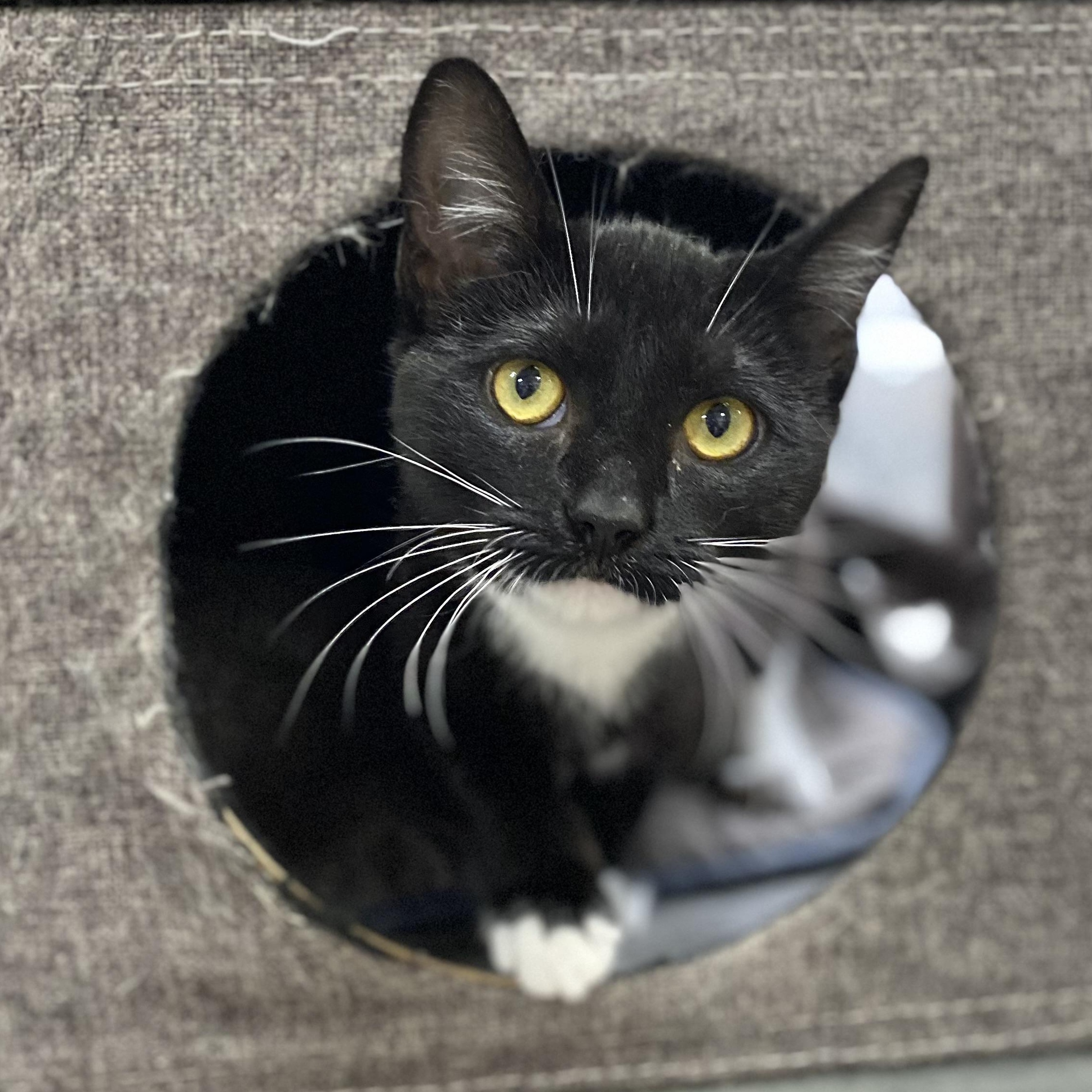 Marigold, a ADOPTABLE Domestic Short Hair in Collierville, TN image 2/6