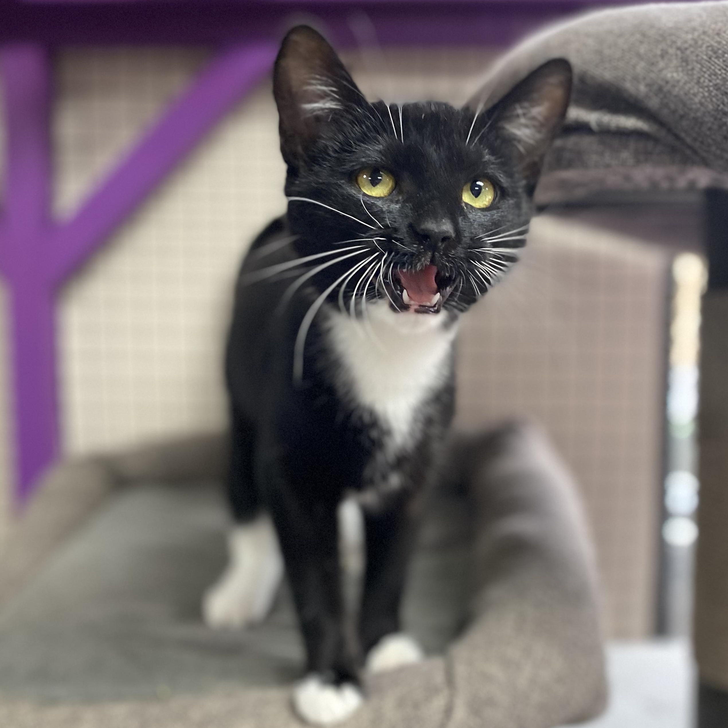 Marigold, a ADOPTABLE Domestic Short Hair in Collierville, TN image 4/6