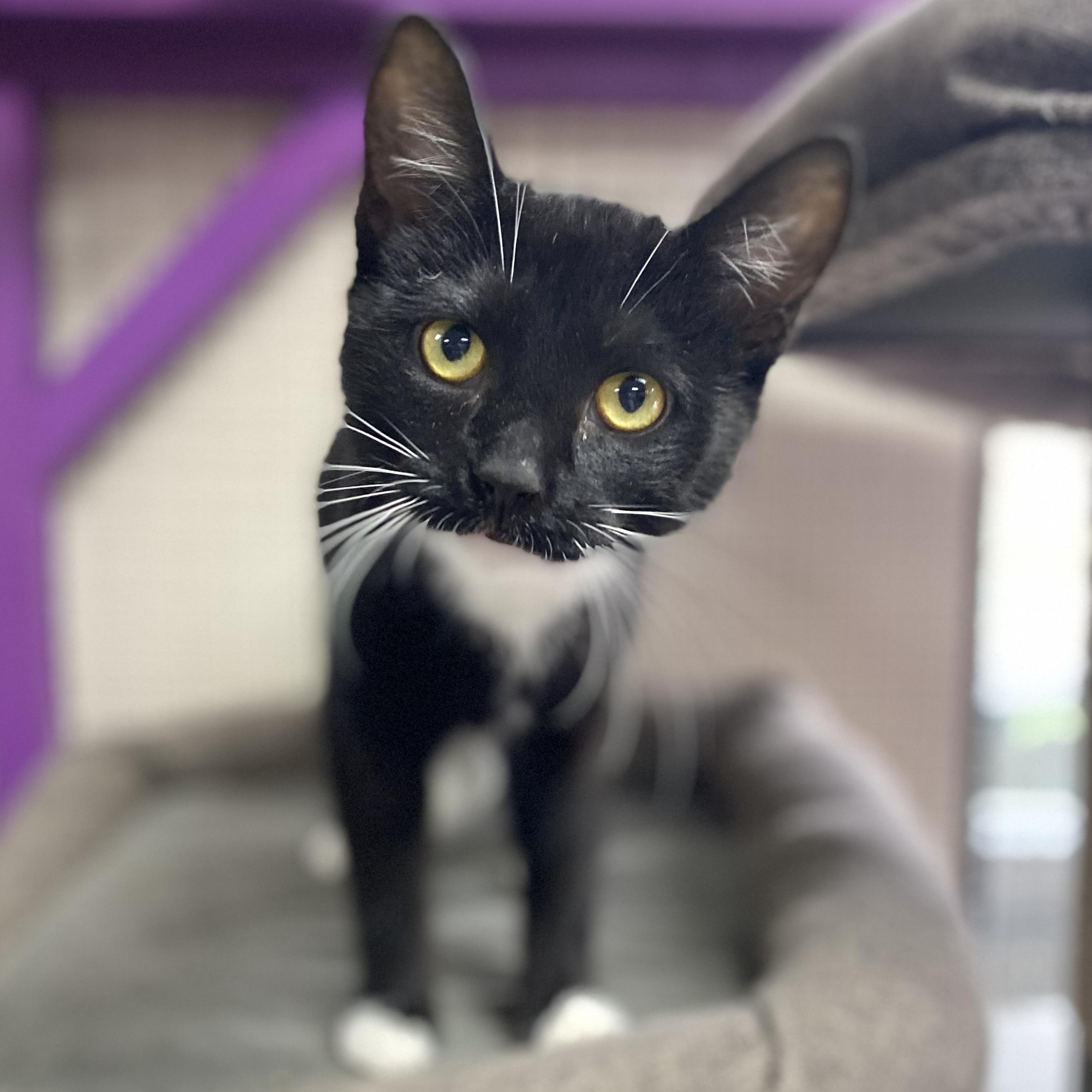 Marigold, a ADOPTABLE Domestic Short Hair in Collierville, TN image 5/6