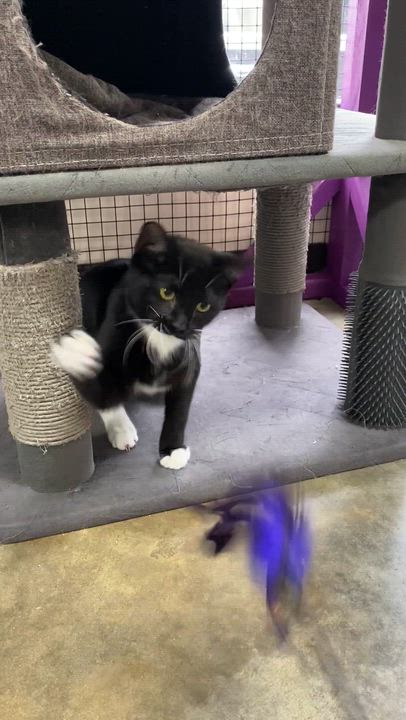 Enlarge Marigold, a ADOPTABLE Domestic Short Hair in Collierville, TN video 6/6