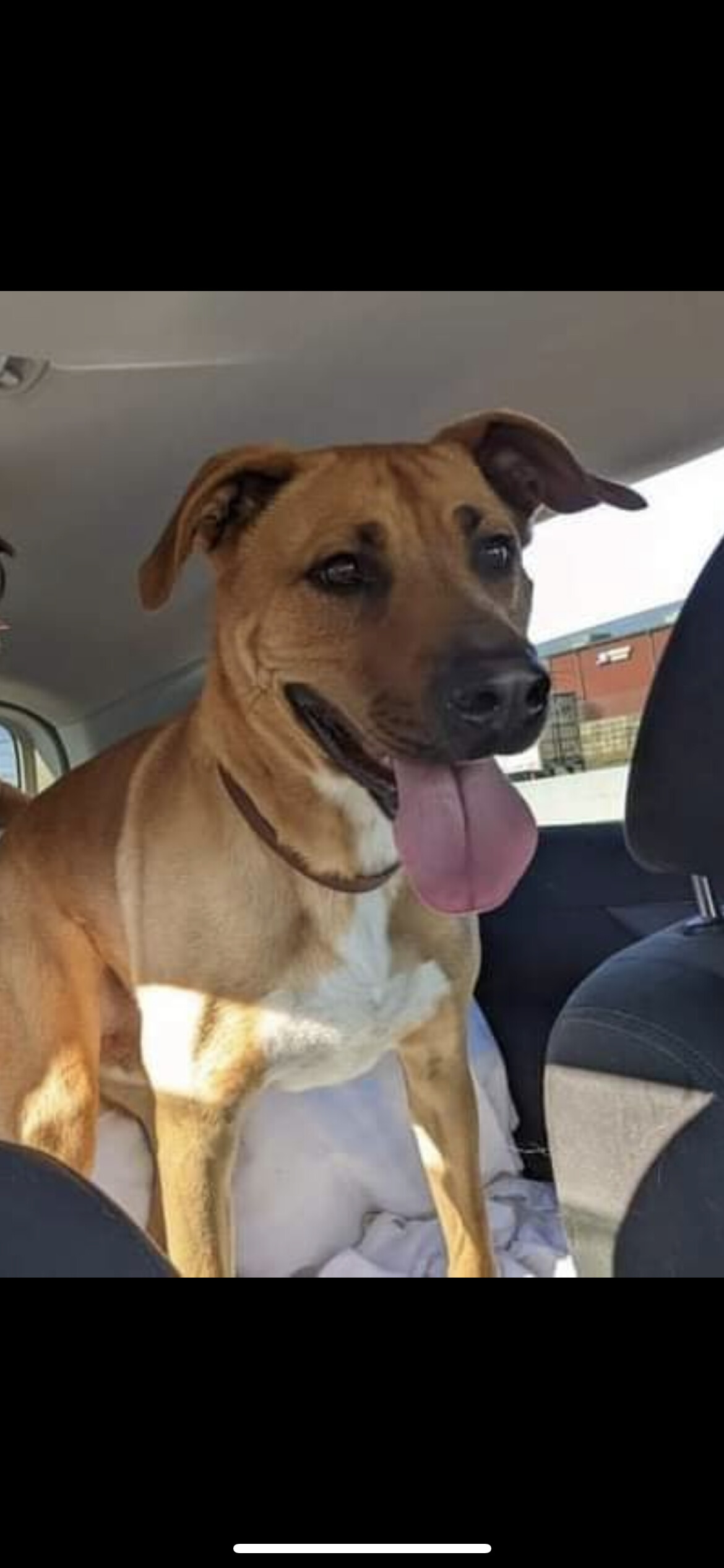 5822 Clyde, a Adoptable mixed breed in Springfield, MO image 1/8