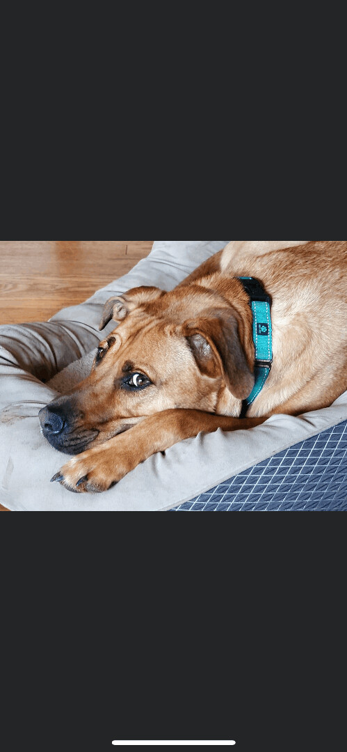 5822 Clyde, a Adoptable mixed breed in Springfield, MO image 2/8