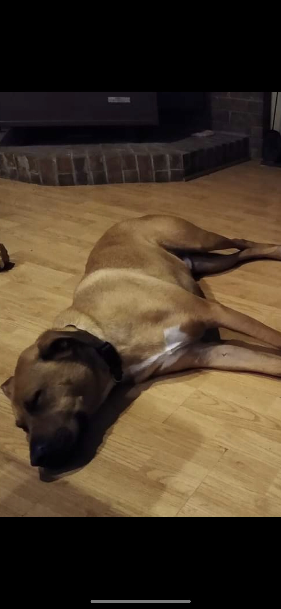 5822 Clyde, a Adoptable mixed breed in Springfield, MO image 4/8