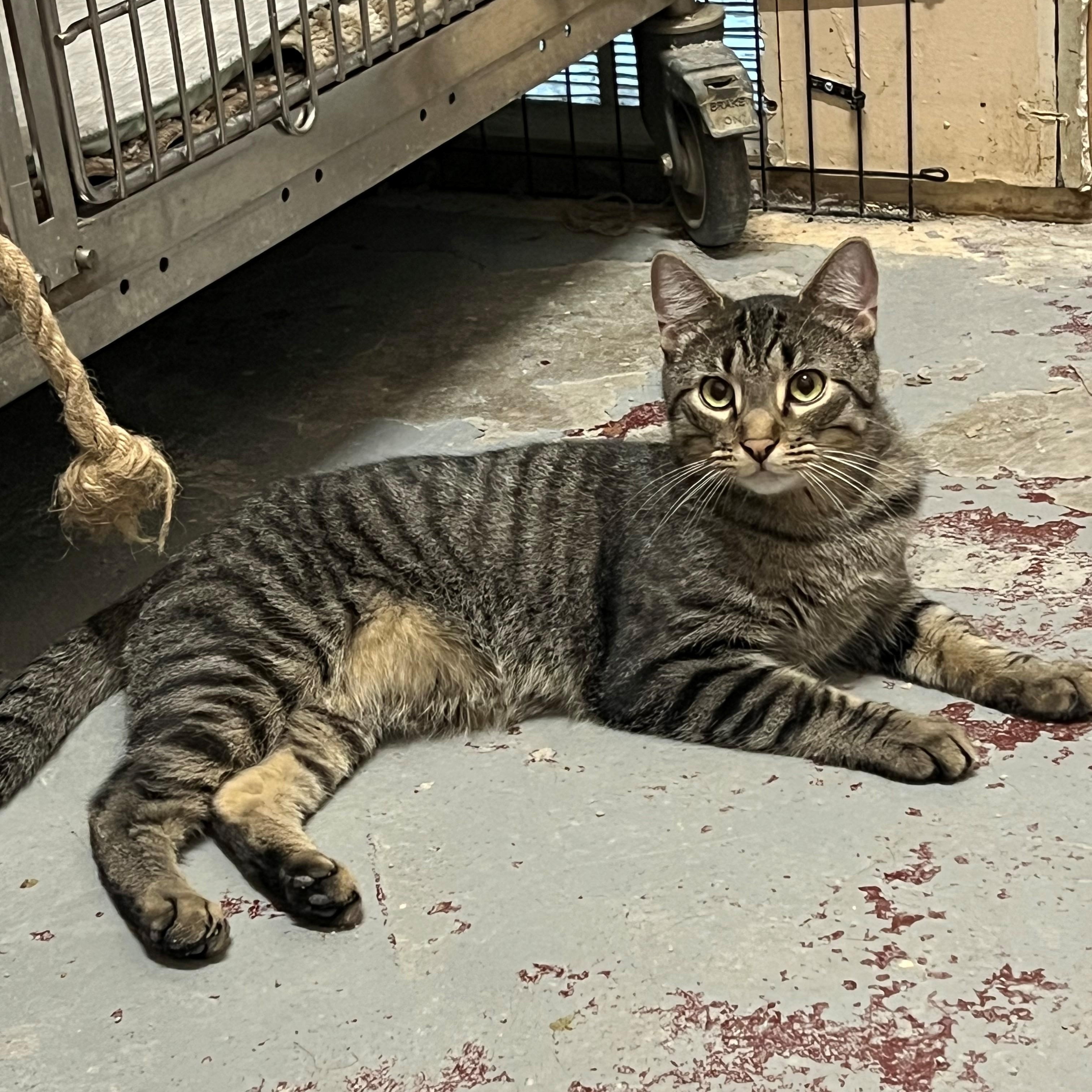 Jax, adopted, Adult Male Tabby.