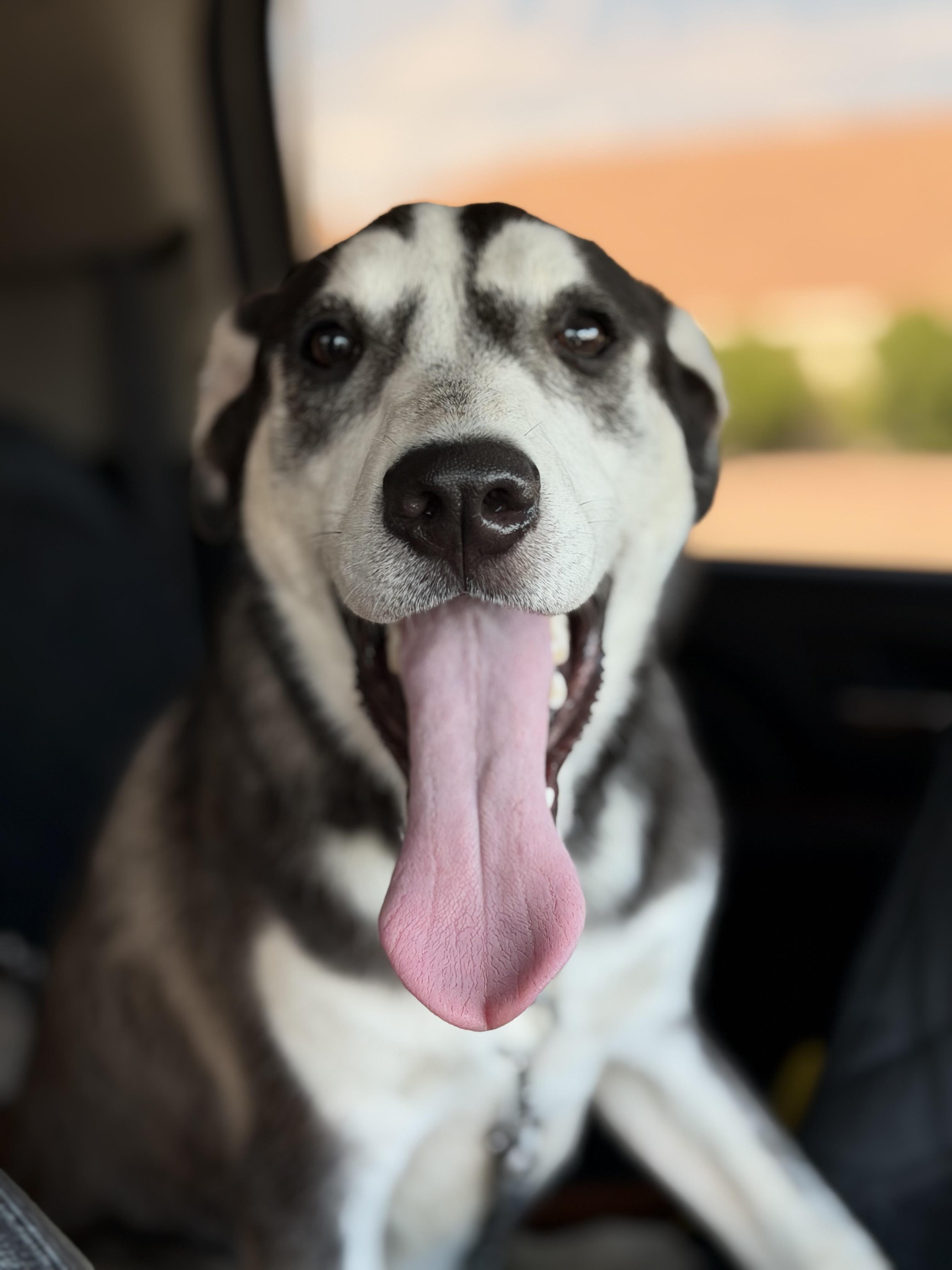 Nestle, an adopted mixed breed in Gilbert, AZ image 6/6