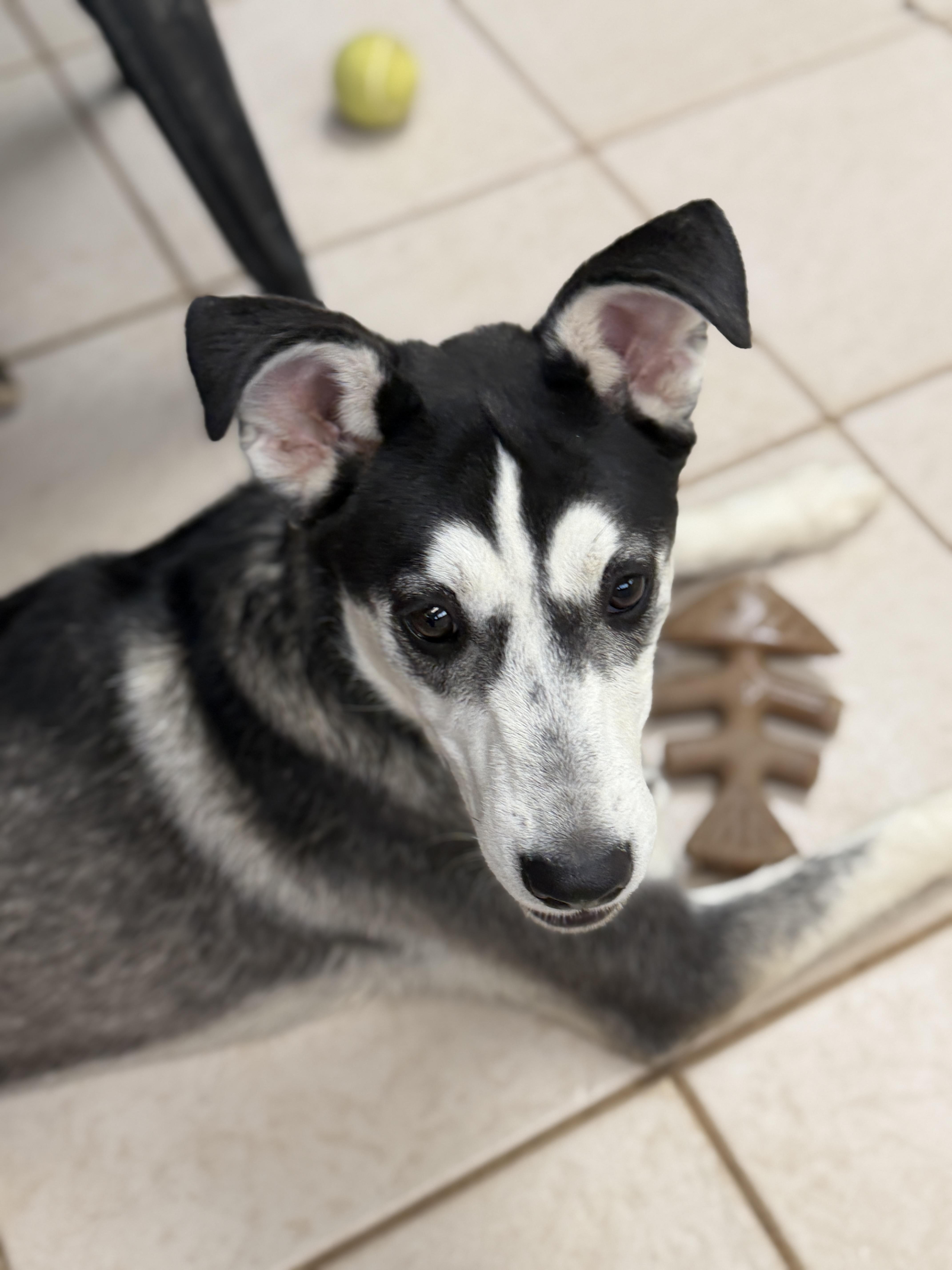 Nestle, a ADOPTABLE mixed breed in Gilbert, AZ image 5/6