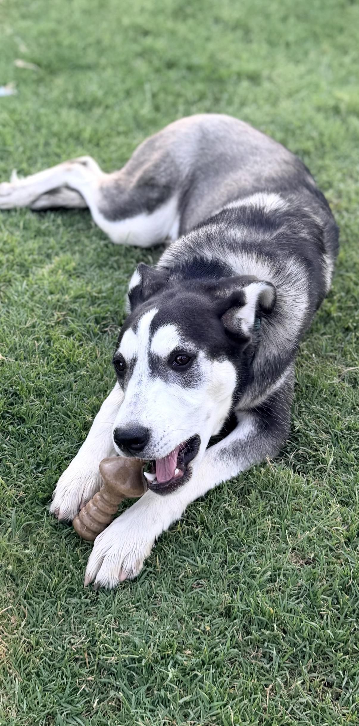 Nestle, an adopted mixed breed in Gilbert, AZ image 4/6