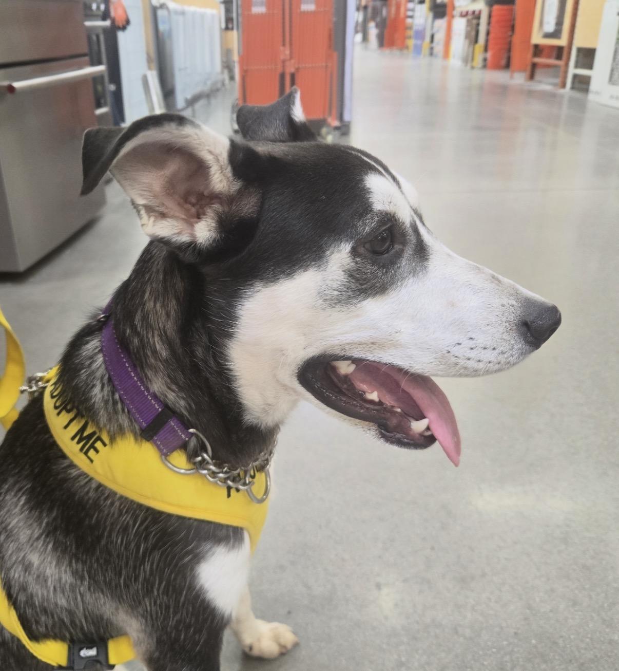 Enlarge Nestle, a Adoptable mixed breed in Gilbert, AZ image 2/6