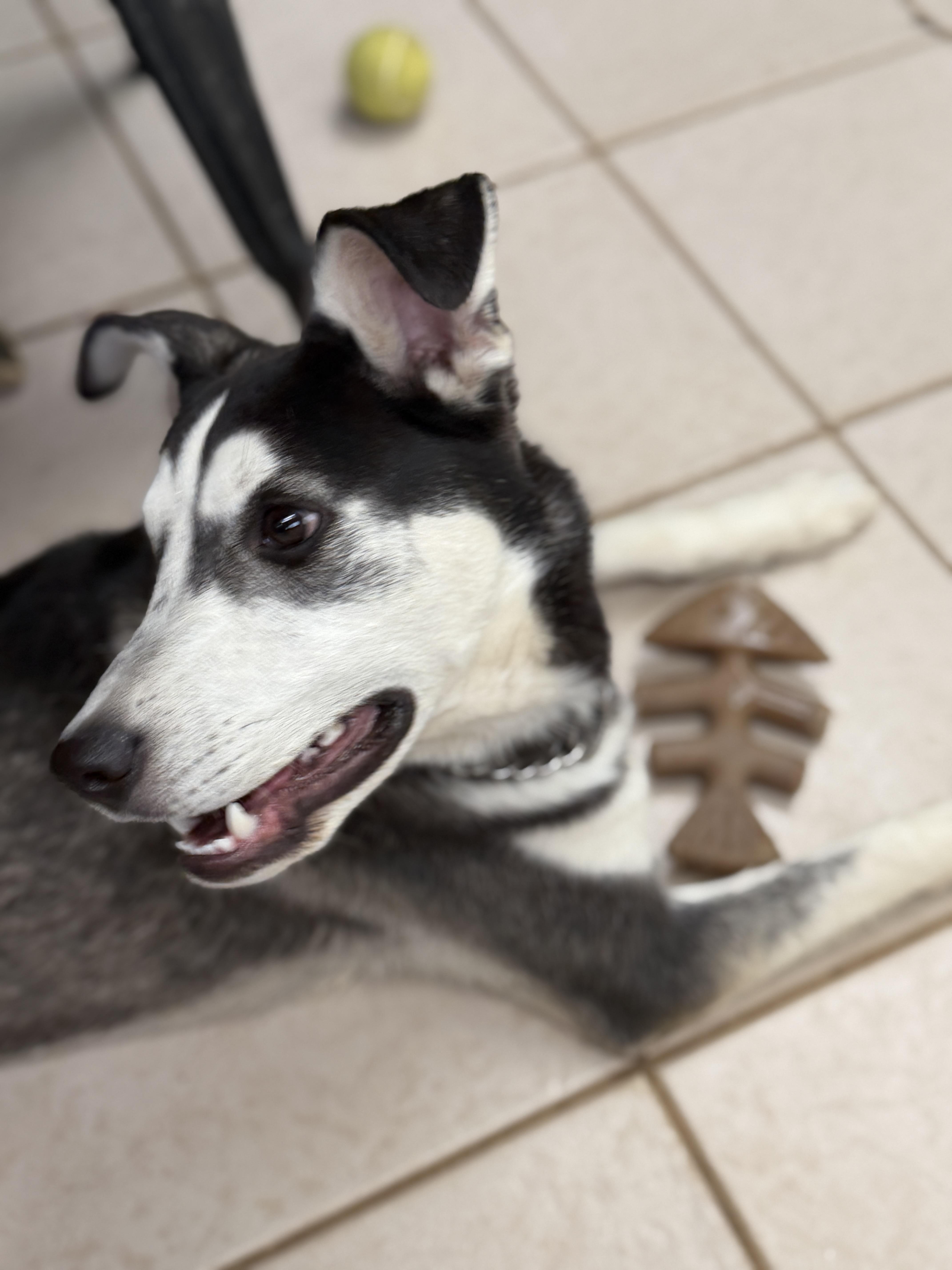 Nestle, a ADOPTABLE mixed breed in Gilbert, AZ image 4/6