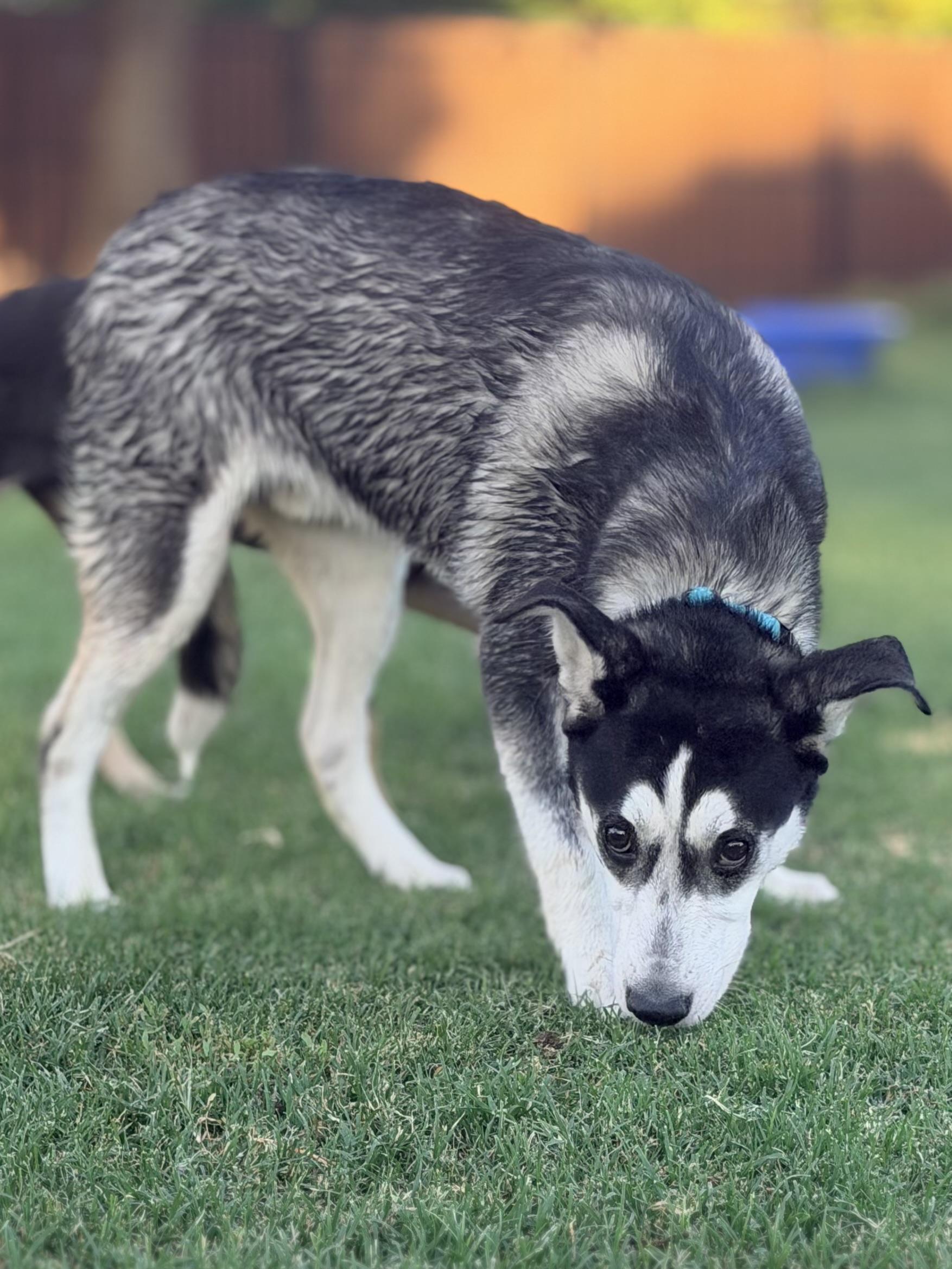 Nestle, a ADOPTABLE mixed breed in Gilbert, AZ image 6/6