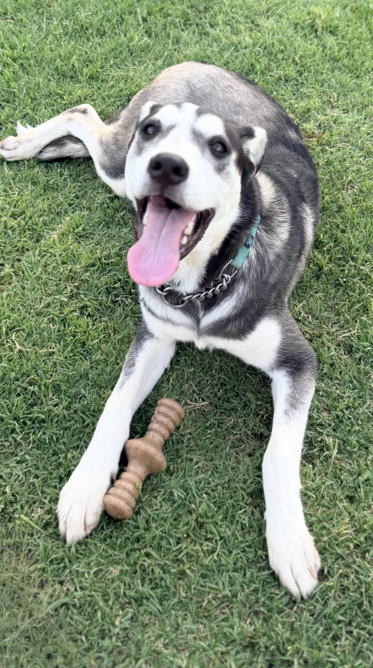 Nestle, an adopted mixed breed in Gilbert, AZ image 5/6