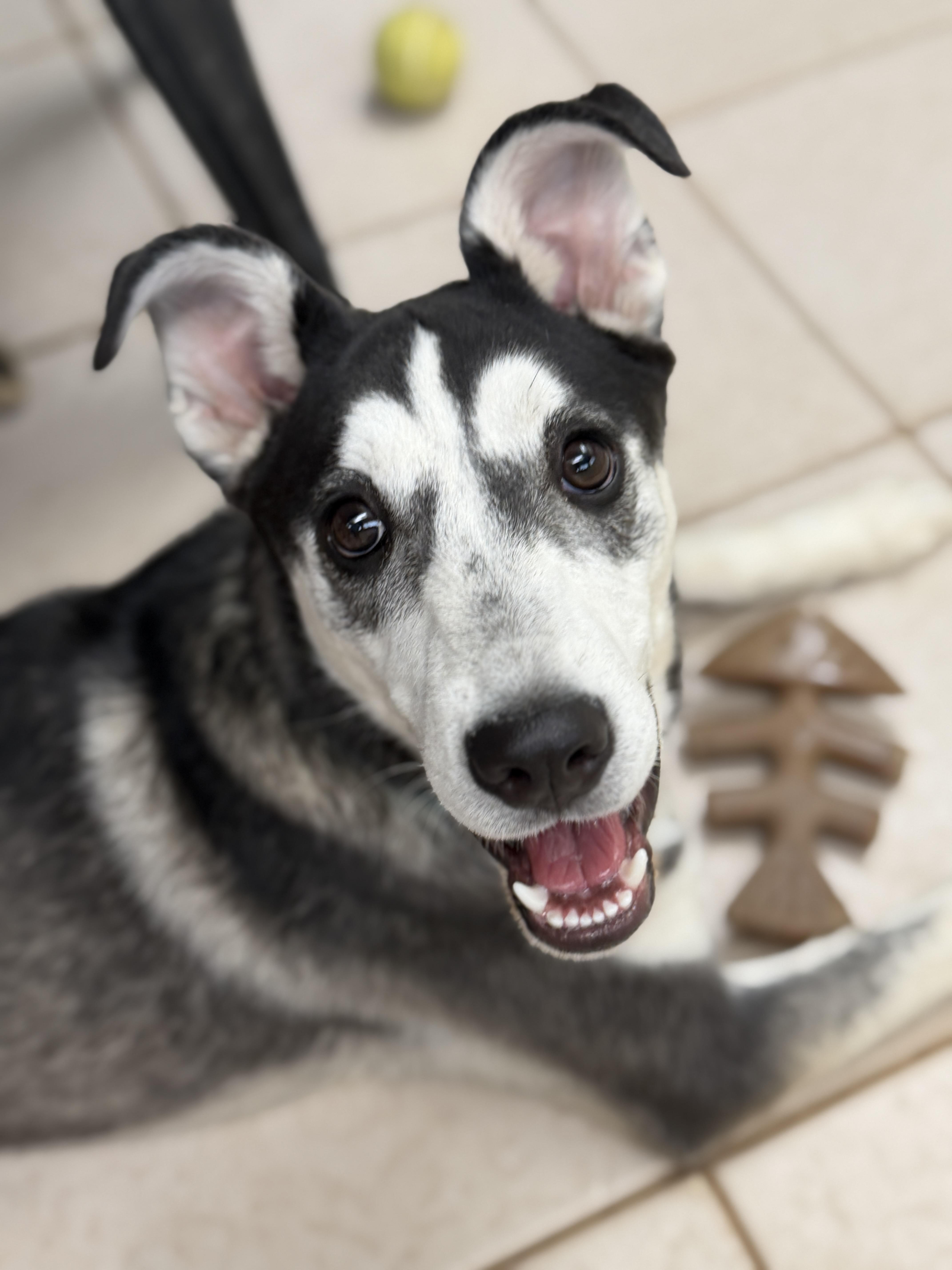 Nestle, ADOPTABLE, Young Male Siberian Husky & Alaskan Malamute.