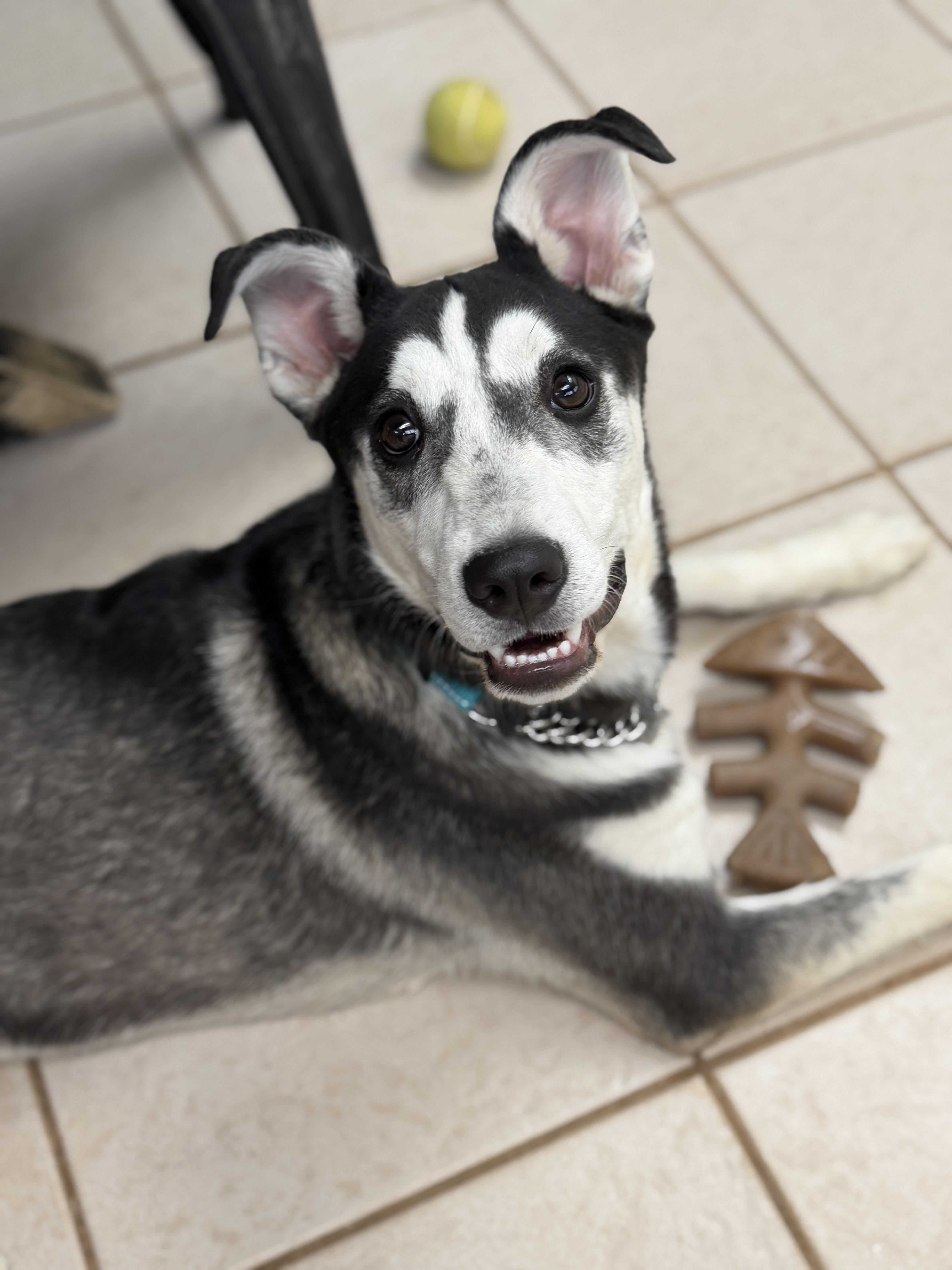 Nestle, a ADOPTABLE mixed breed in Gilbert, AZ image 3/6