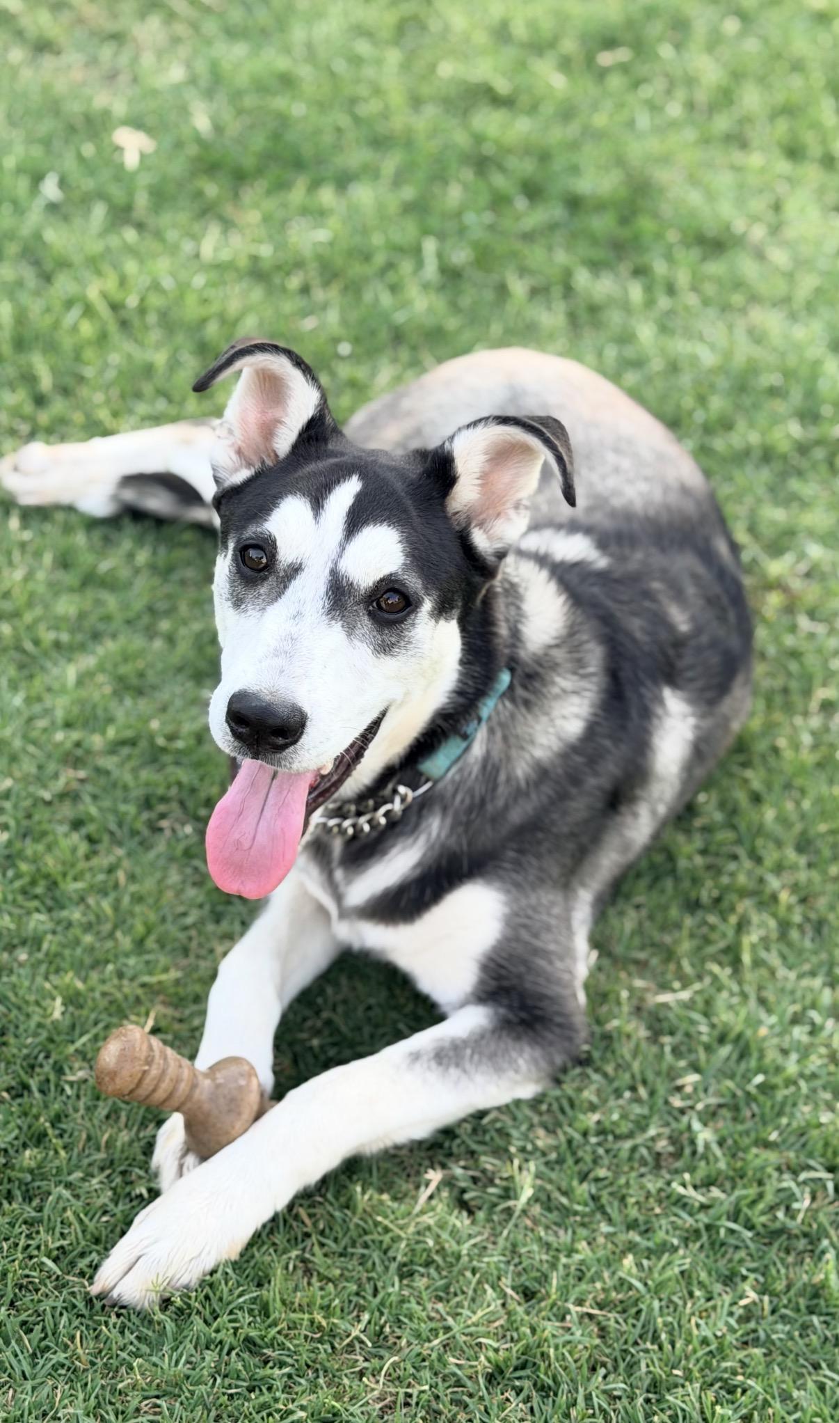 Nestle, adopted, Young Male Siberian Husky & Alaskan Malamute.