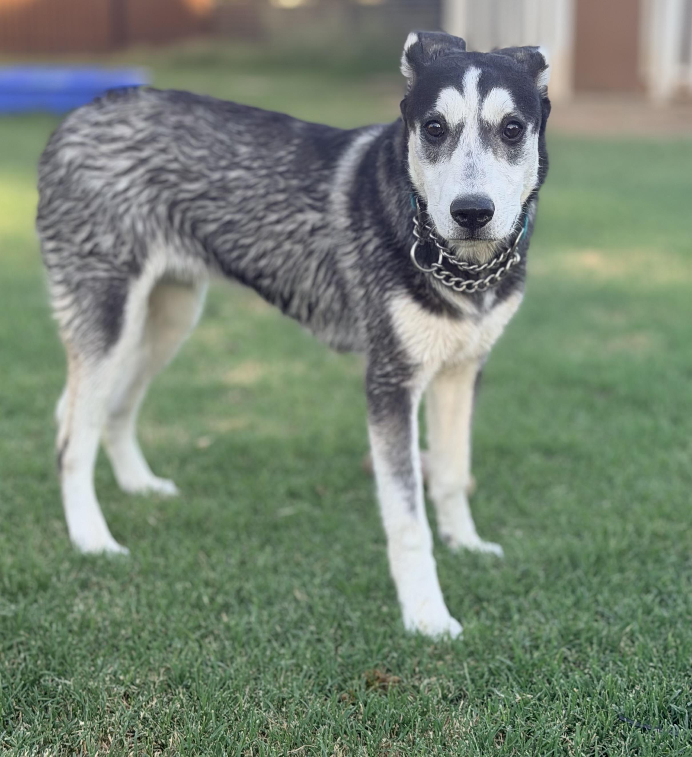 Nestle, a ADOPTABLE mixed breed in Gilbert, AZ image 2/6