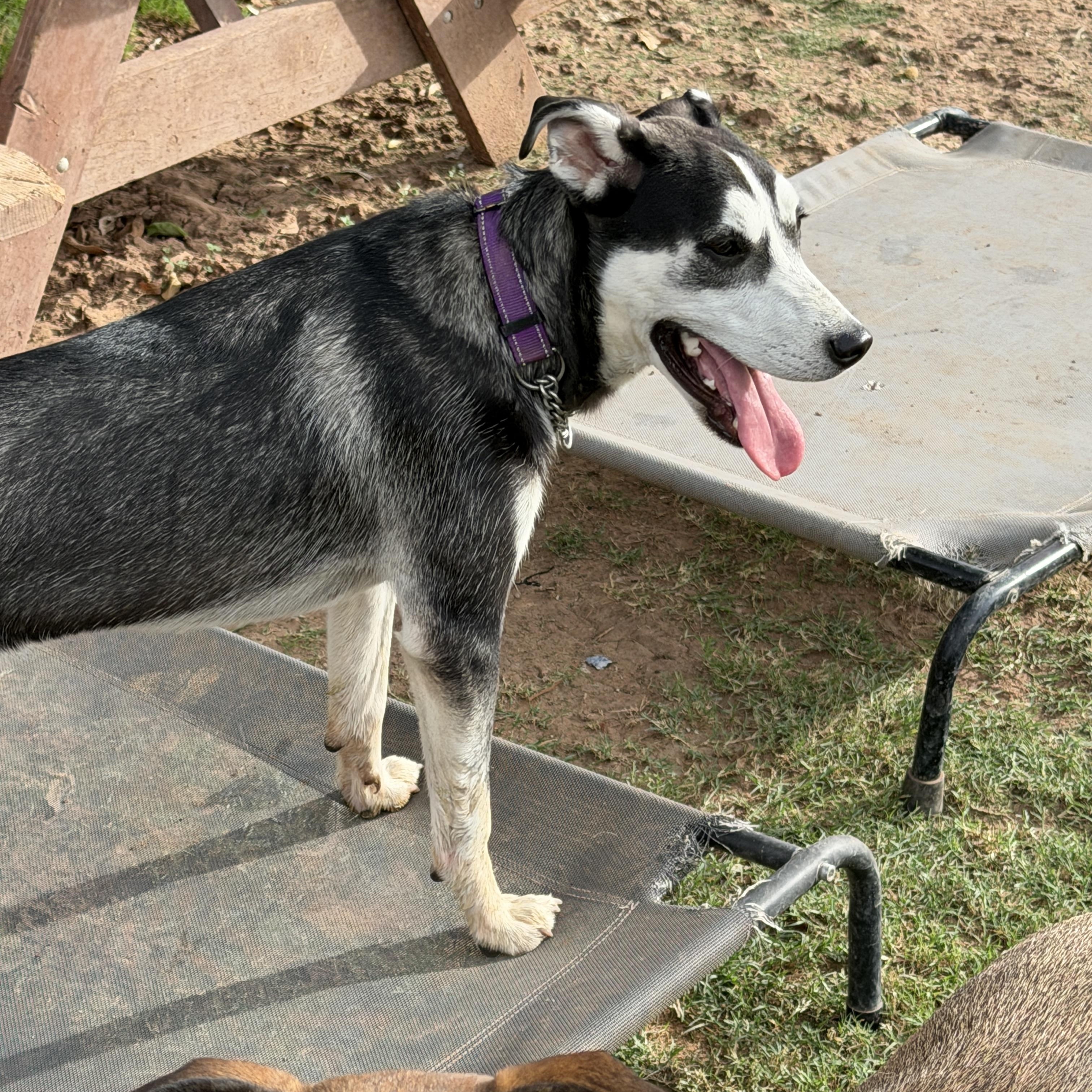 Enlarge Nestle, a Adoptable mixed breed in Gilbert, AZ image 5/6