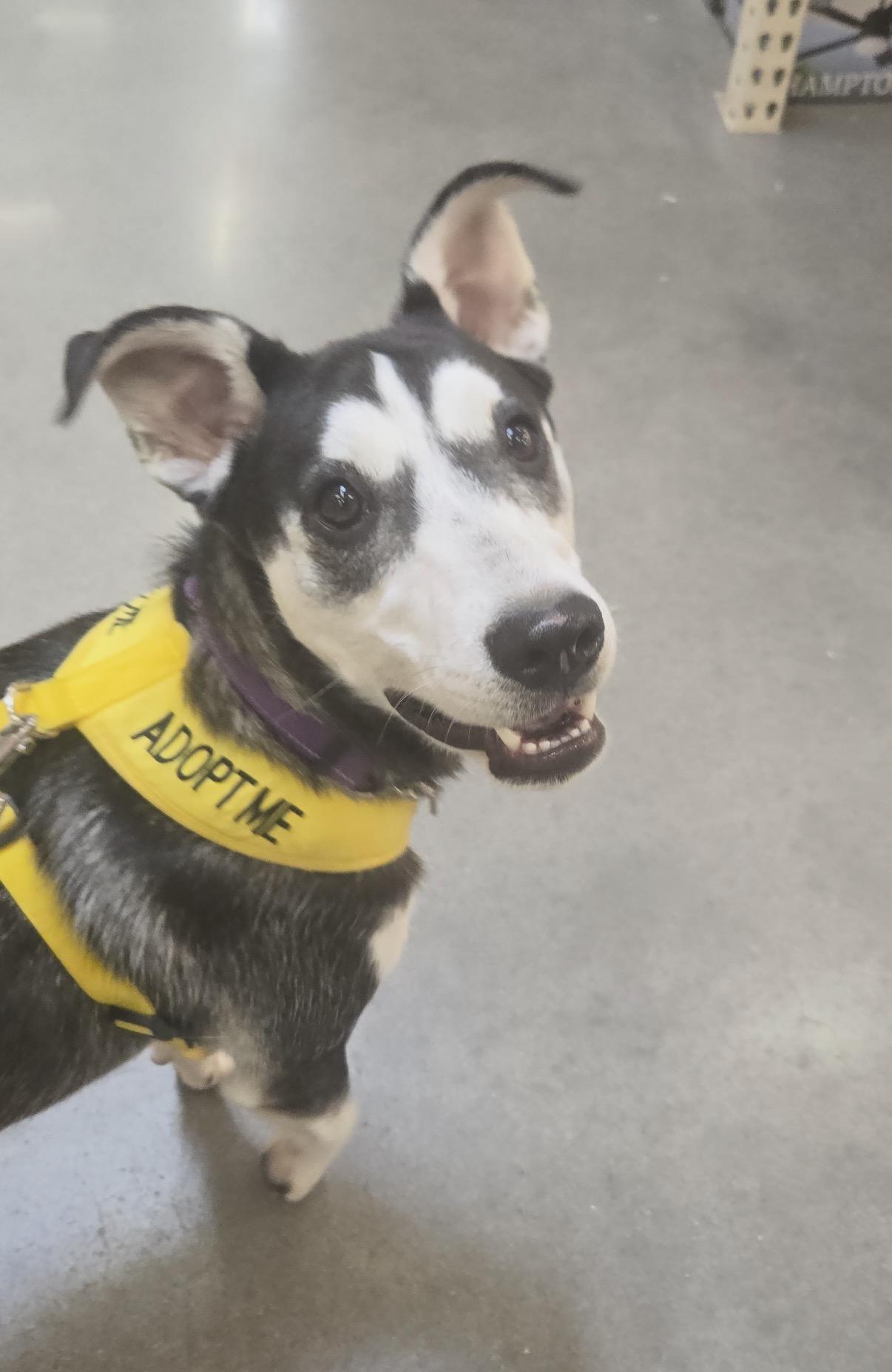 Enlarge Nestle, a Adoptable mixed breed in Gilbert, AZ image 6/6